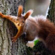 Veverica stromová, The red squirrel (Sciurus vulgaris)