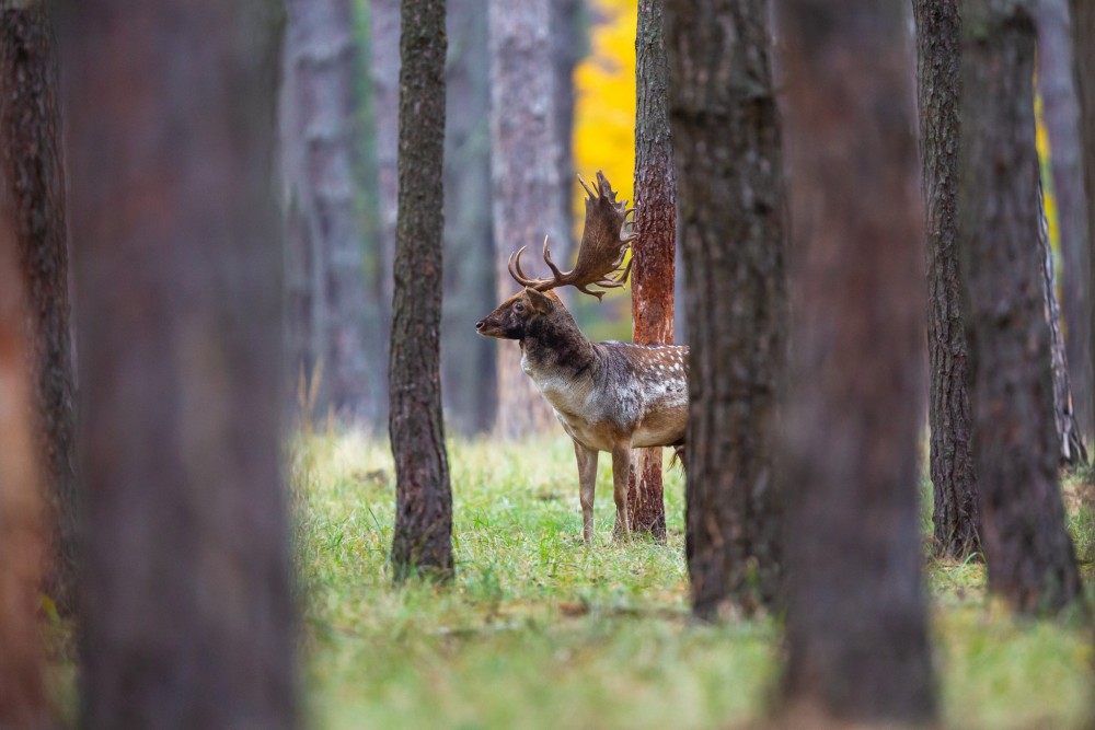 Daniel škvrnitý, Fallow deer (Dama dama)