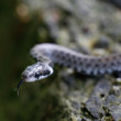 Užovka obojková
