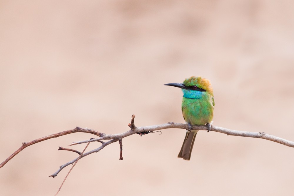 Green Bee-eater (Merops orientalis)