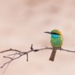 Green Bee-eater (Merops orientalis)