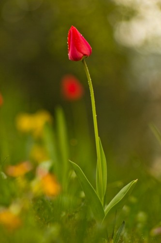 tulip