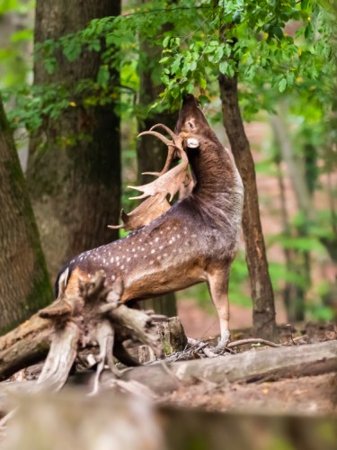 Daniel škvrnitý, The fallow deer (Dama dama)