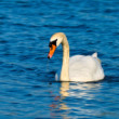 Labuť