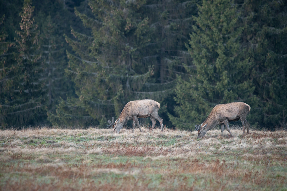 Ranná paša vysoko v horách jeleň lesný (cervus elaphus)