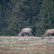 Ranná paša vysoko v horách jeleň lesný (cervus elaphus)