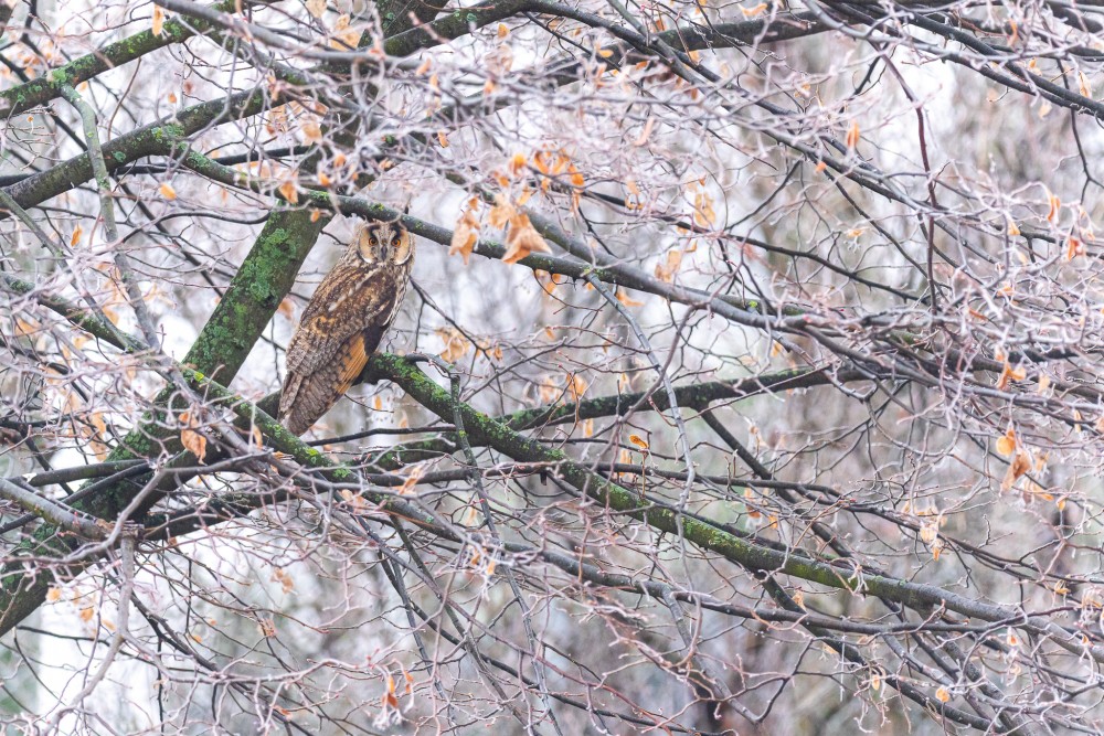 myšiarka ušatá, The long-eared owl (Asio otus)