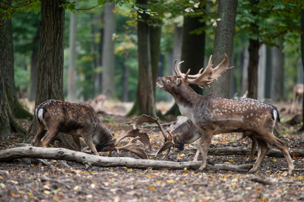 Traja Králi - Dama Dama 2025