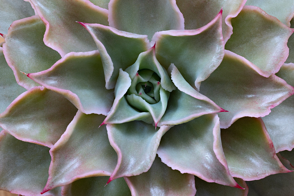 Echeveria madiba