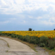 slnečnice