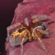 Amaurobius fenestralis