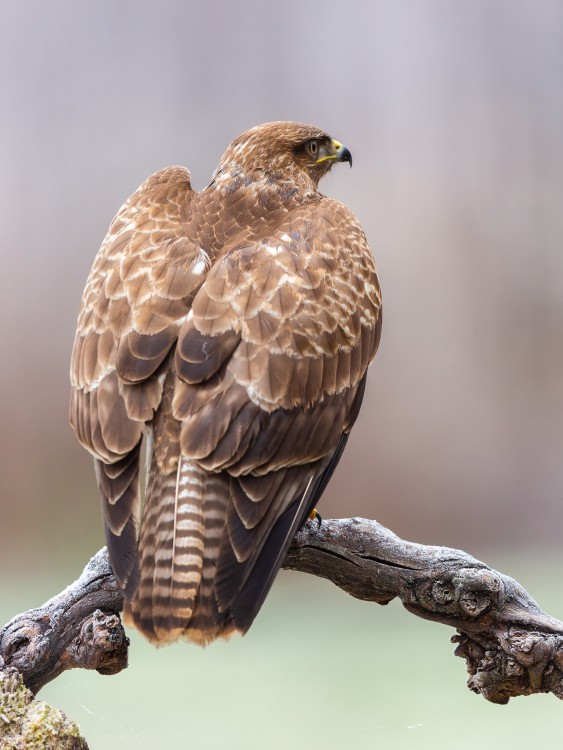 myšiak hôrny (Buteo buteo)