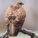 myšiak hôrny (Buteo buteo)