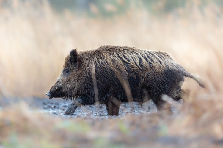 Diviak lesný, The wild boar (Sus scrofa)