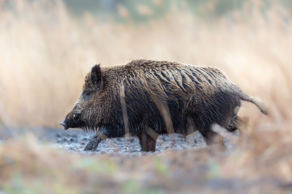 Diviak lesný, The wild boar (Sus scrofa)