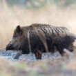 Diviak lesný, The wild boar (Sus scrofa)