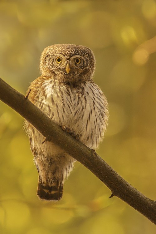 Glaucidium passerinum kuvičok vrabčí