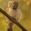 Glaucidium passerinum kuvičok vrabčí