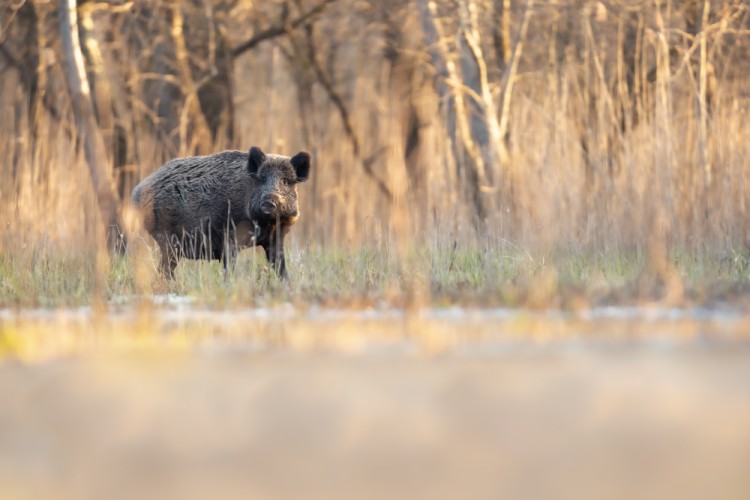 Diviak lesný, The wild boar (Sus scrofa)