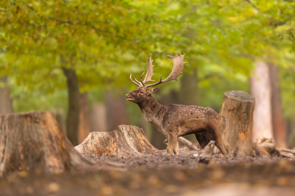 Daniel škvrnitý, The fallow deer (Dama dama)