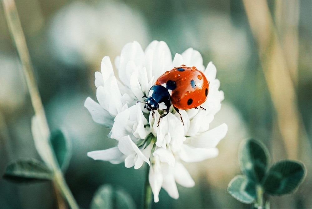 „Bodkované šťastie“