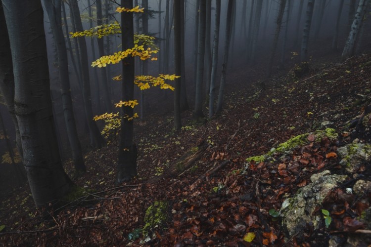 V zahmlenom lese