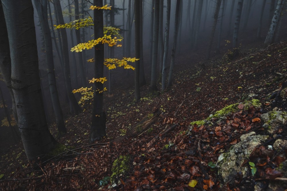 V zahmlenom lese