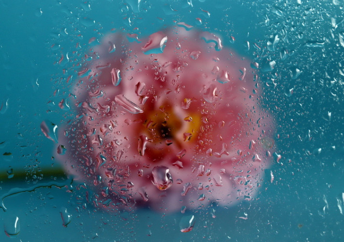 kvet za orosenou stenou,