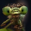 Ischnura pumilio