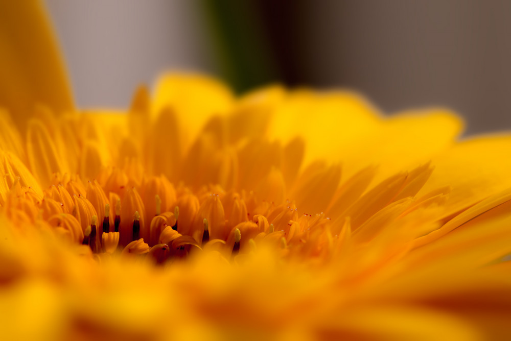 Gerbera