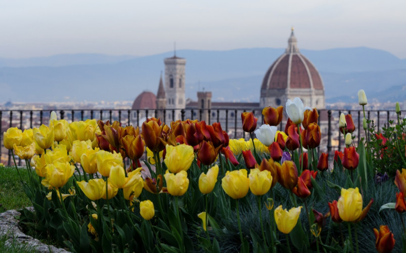 TULIPANI DA PIAZZALE MICHELANGELO - FIRENZE