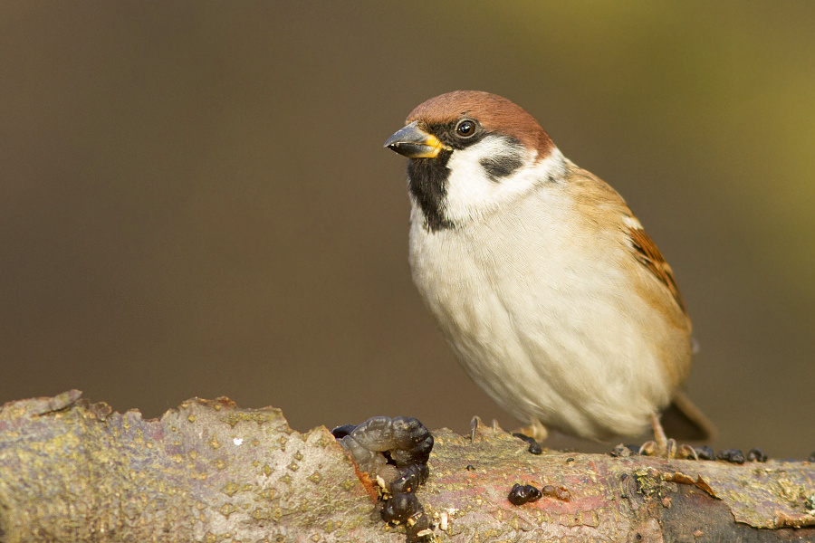 Passer montanus