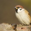 Passer montanus