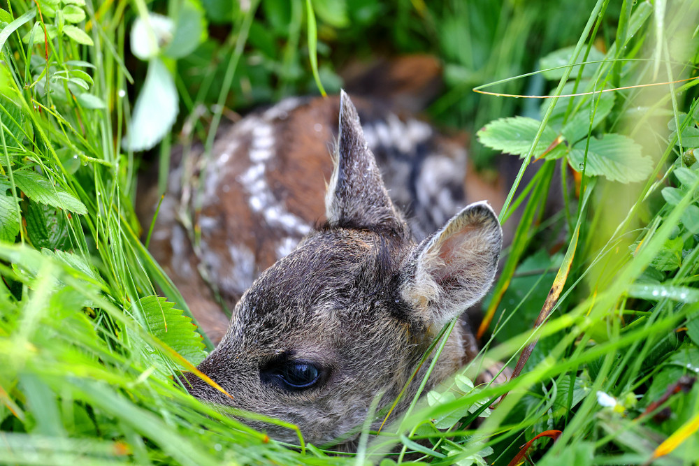 Bambi