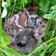 Bambi