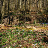 jarný koberec