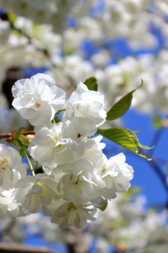 Botanická záhrada v BA