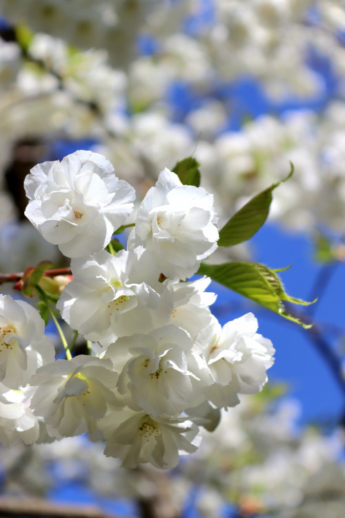 Botanická záhrada v BA