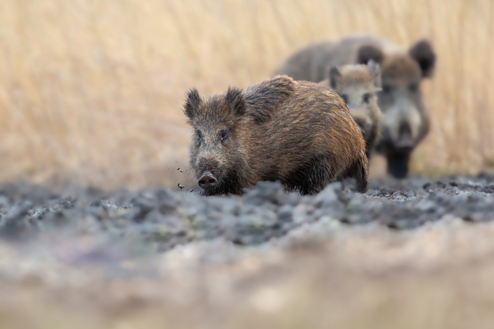 Diviak lesný, The wild boar (Sus scrofa)