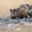 Diviak lesný, The wild boar (Sus scrofa)