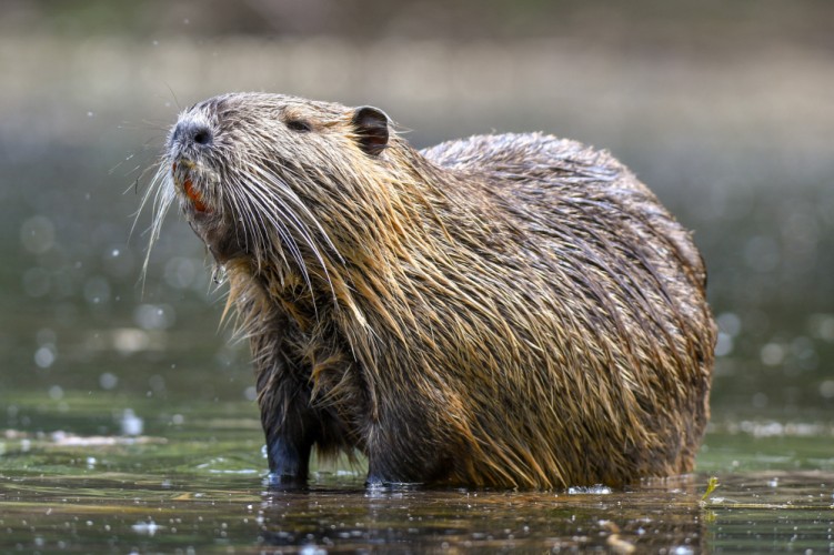 Nutria riečna