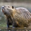 Nutria riečna