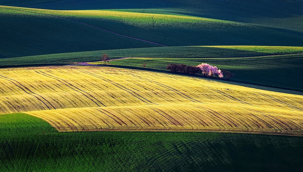 Kvitnúce čerešne