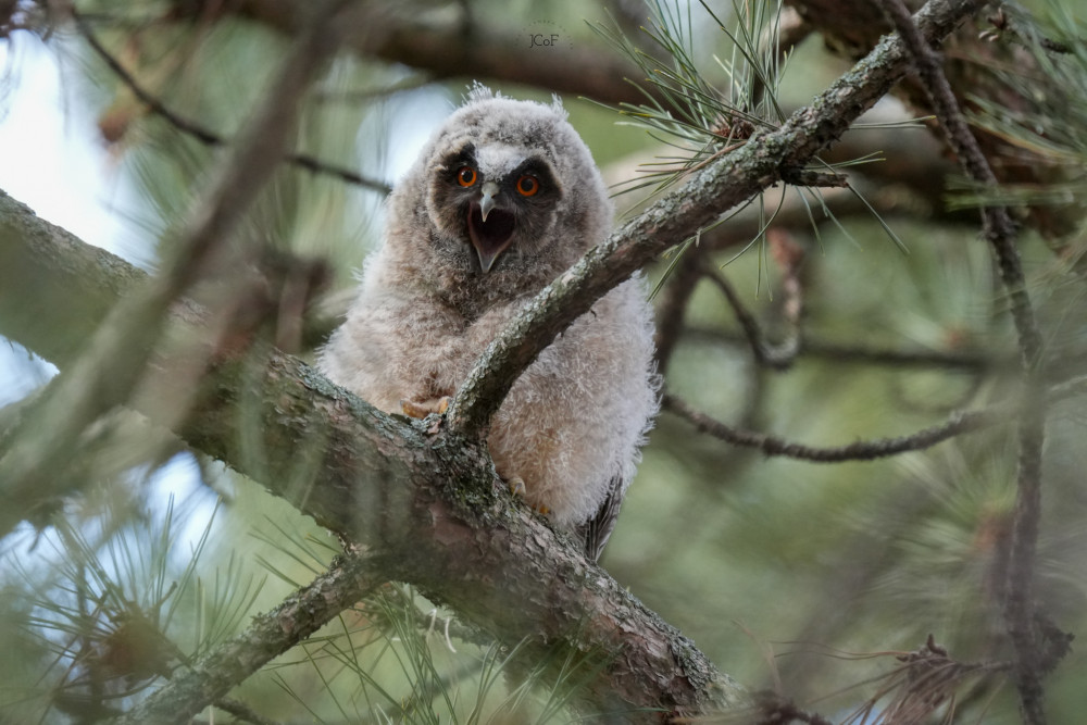 Zívanie pred kvalitným spánkom