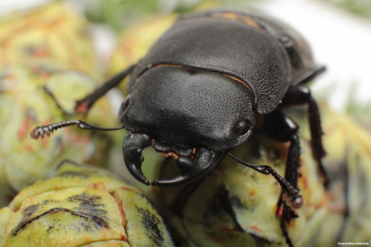 Dorcus parallelipipedus