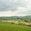 Čerešne