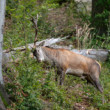 "Hormóny"