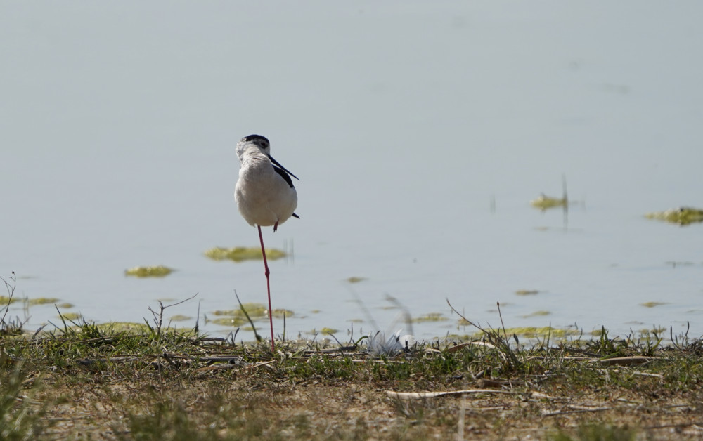 Šišila bocianovitá