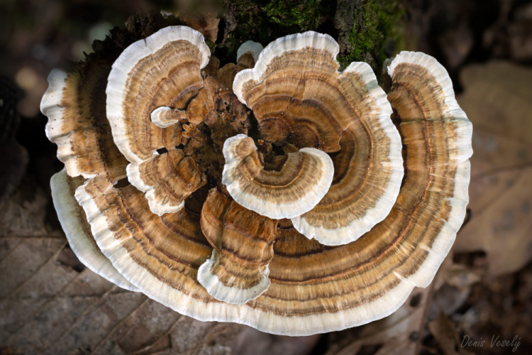 Trúdnikovec Pestrý