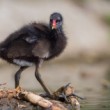 sliepočka vodná, The common moorhen (Gallinula chloropus)